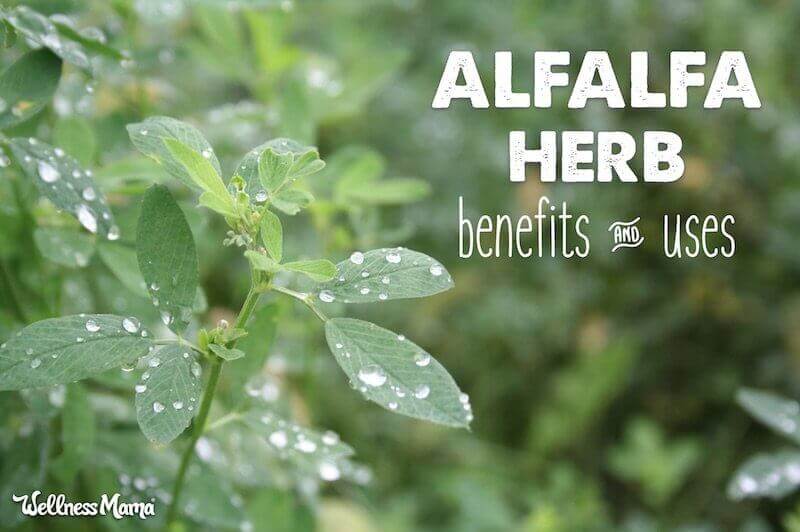 Alfalfa Benefits & Uses for Improved Health