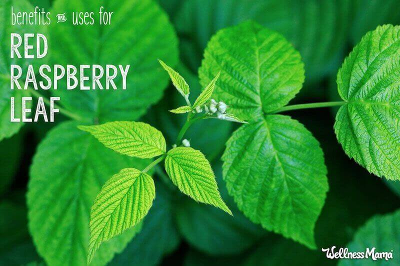 Red Raspberry Leaf Uses & Benefits (For Pregnancy & More)