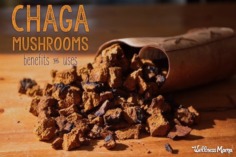 Chaga: King of Medicinal Mushrooms