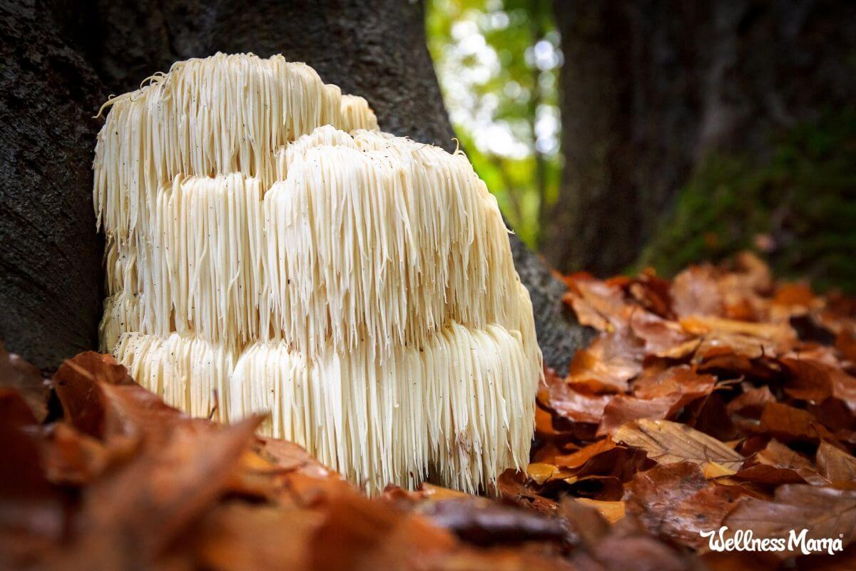 Lion’s Mane Mushroom Benefits for Cognition, Memory & More