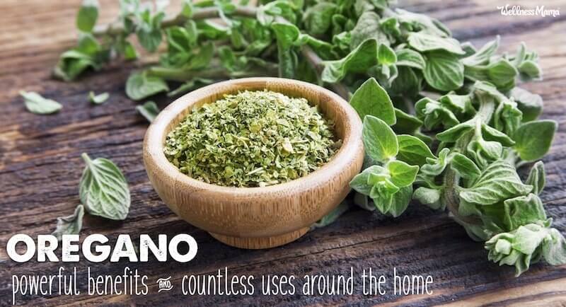 Benefits and Uses of Oregano Herb