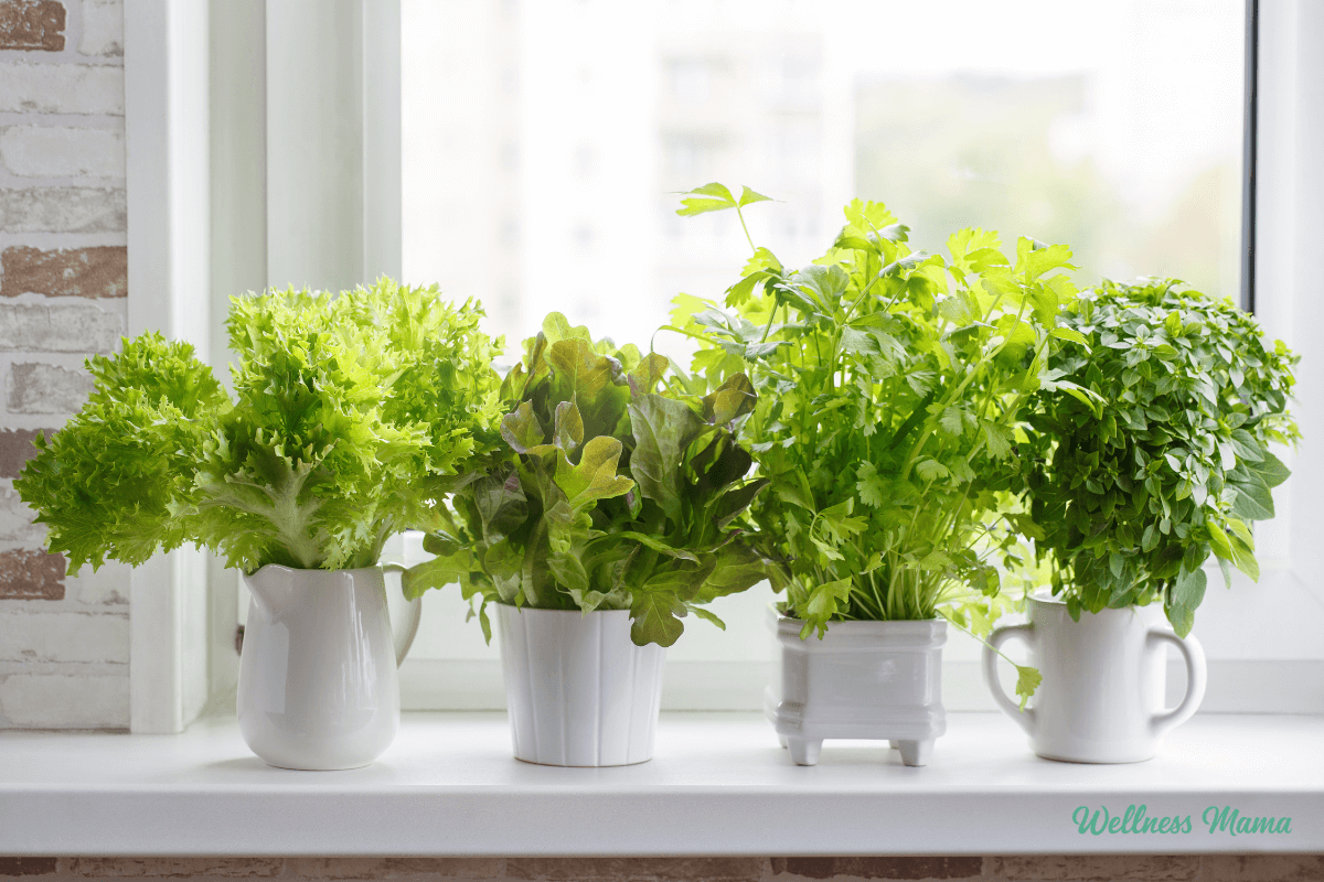 How to do Apartment Gardening (Even in the Smallest Space)