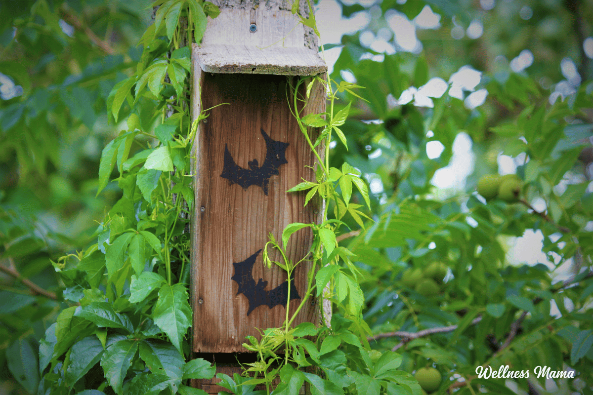 3 Important Reasons to Have a Bat House in Your Yard