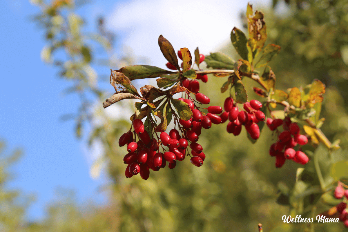 The Benefits of Berberine and How I Use It