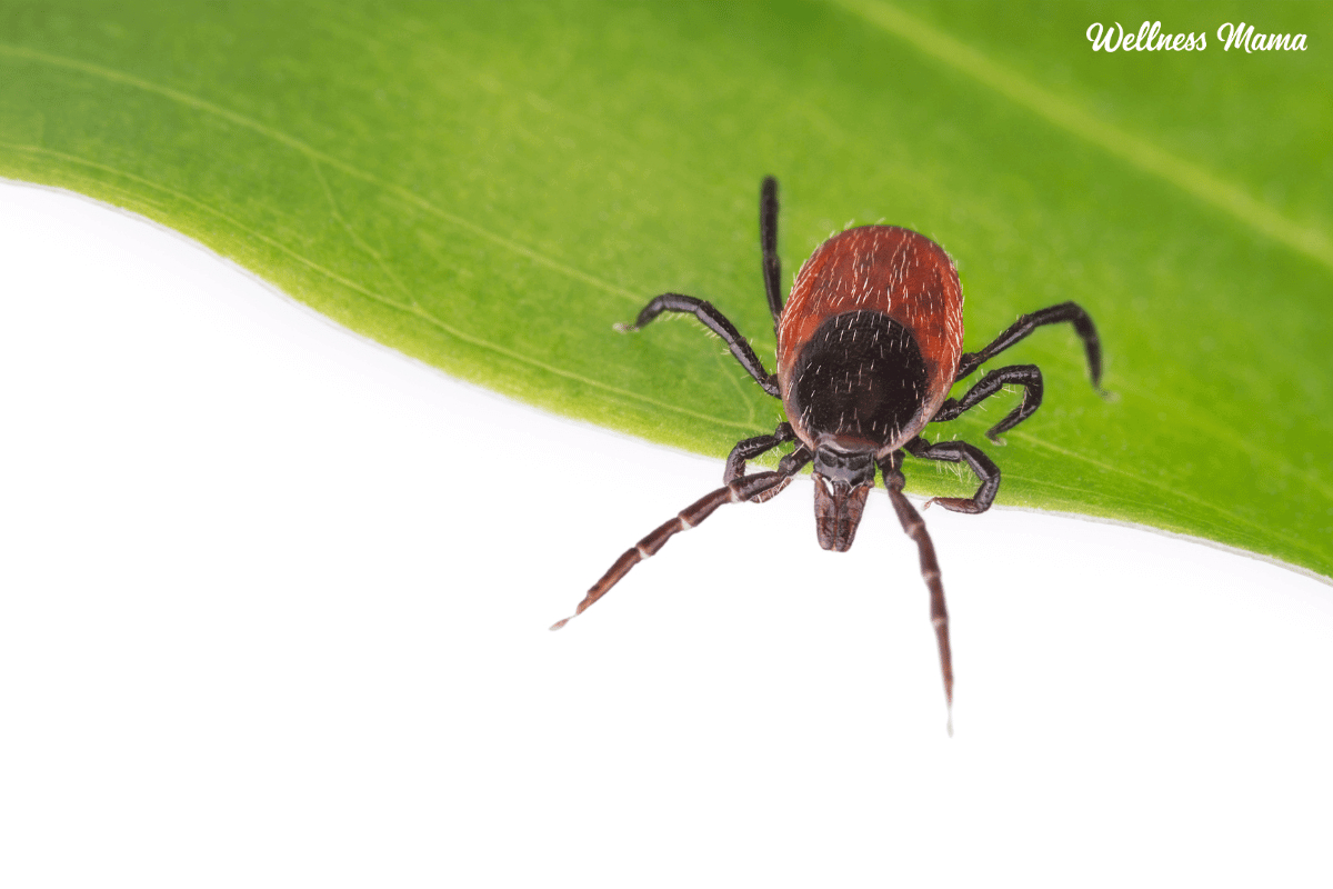 Lyme Disease: What it is and Natural Treatments