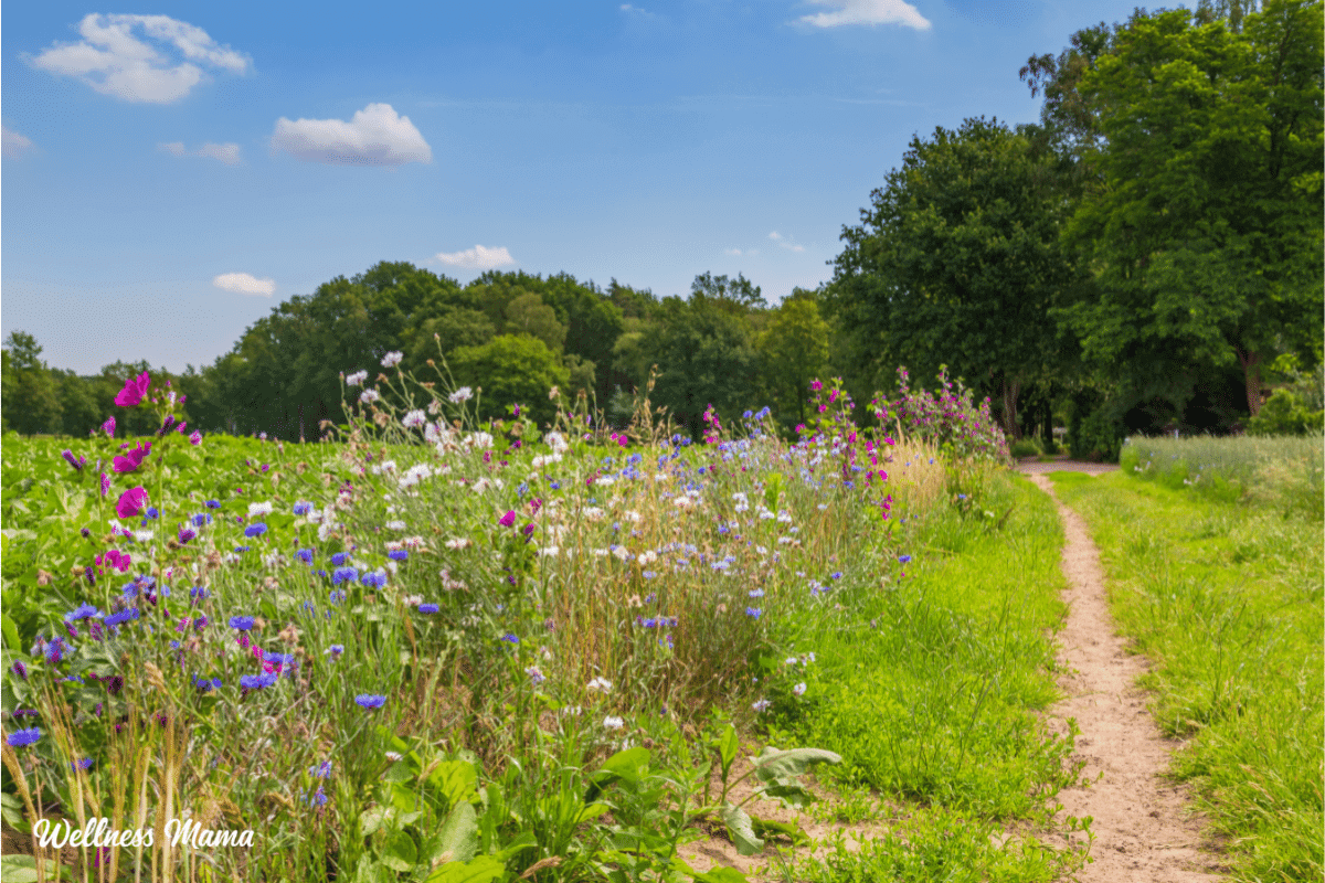 What Is Regenerative Agriculture and Why Do We Need it?